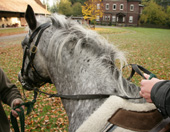 Heilpädagogisches Reiten Heilpädagogisches Reiten