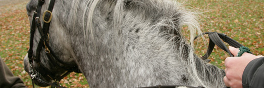 Reiten Reiten