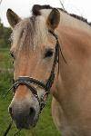 Heilp�dagogisches Reiten an der HDS