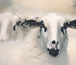 Im Museum werden seltene Rassen erhalten