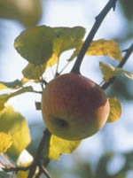 Im Museum werden seltene Obstsorten erhalten