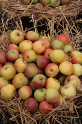 Äpfel auf dem Aplerbecker Apfelmarkt 2008 Äpfel auf dem Aplerbecker Apfelmarkt 2008
