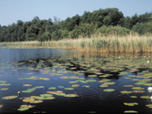 Das Bild zeigt das Heilige Meer in Recke. Foto: LWL-Museum f�r Naturkunde