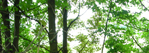 Bilddatei: wald.jpg