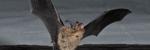 Bilddatei: fledermaus.jpg