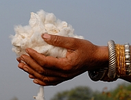 Bilddatei: 13_bioRe baumwolle hand.jpg