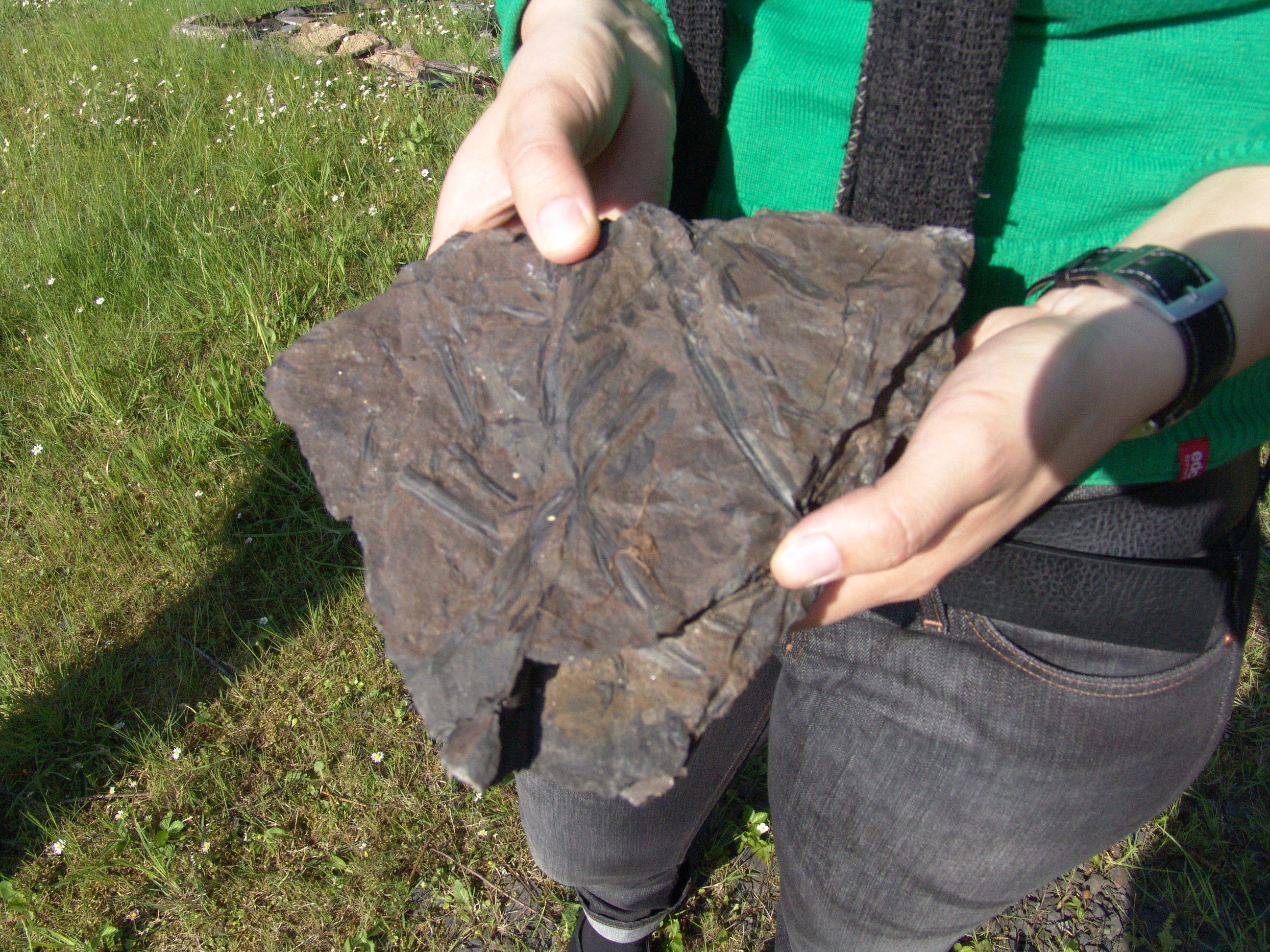 Bilddatei: 10965-155.JPG