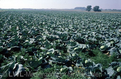 05_2503 Kreis Soest: Gemüseanbau in den Hellweg-Börden