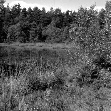Moorweiher in einem Naturschutzgebiet bei Stukenbrock