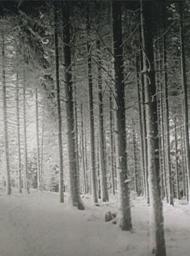 Winteridylle im Lippischen Wald (Teutoburger Wald)
