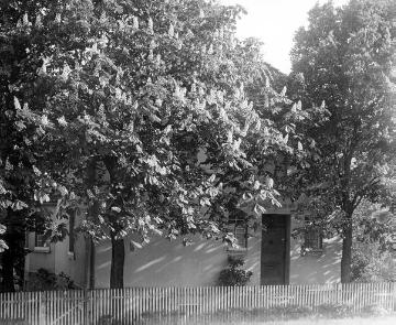 Blühende Kastanienbäume vor dem Haus des Fotografen auf der Hüffert