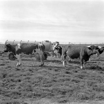 Viehweide mit Tränkwagen bei Hoinkhausen