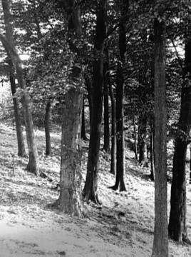 Wald am Mühlenbach