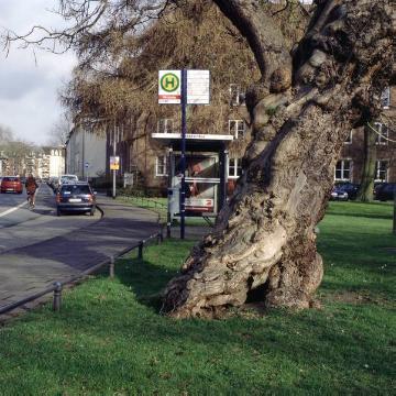 Alter Trompetenbaum (Catalpy bignonioides) auf der Grünanlage am Hörsterplatz