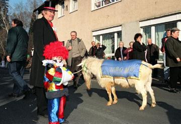 "Ziegenbocksmontag" in Münster-Wolbeck, traditioneller Karnevalsumzug mit Ziegenböcken in der Woche vor Rosenmontag