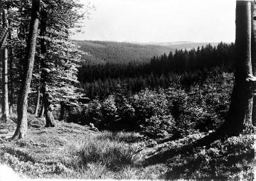 Der Hirschberger Wald