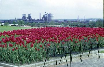 Bundesgartenschau im Dortmunder Westfalenpark, 1959: Tulpenpracht mit Blick auf das Hochofenwerk Phoenix-West in Dortmund-Hörde (stillgelegt 1998).