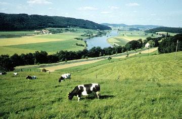 Kuhweide bei der kleinen Weserpforte mit Blick zum Wiehengebirge