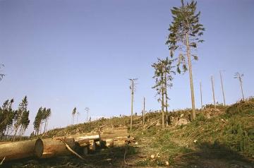 Orkanschäden nach "Kyrill" am 18./19.01.2007: Windbruch auf dem Ödenberg bei Altenaffeln