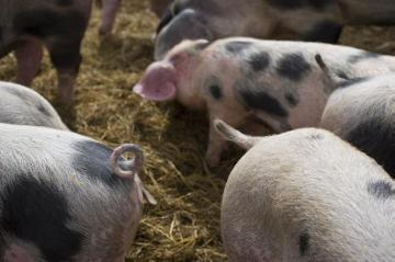 Das "Bentheimer Schwein", eine genügsame, stressresistente und fruchtbare Schweinerasse mit guten Muttereigenschaften - Arche- und Naturlandhof Büning in Laer, gegründet 1991 von Martin und Maria Büning zur Erhaltung gefährdeter Haustierrassen. 