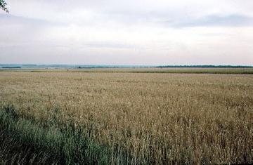 Weizenfeld westlich von Salzkotten