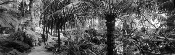 Botanischer Garten, Schlosspark, 2003: Im Palmenhaus des 1803-1815 angelegten Gartens