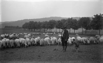 Schäfer Henneke, in Diensten bei Bauer Heller (genannt Schüttte), mit seiner Herde auf Weidegang im Schmallenberger Sauerland, 1913