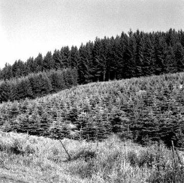 Weihnachtsbaumplantage bei Obersalwey in der Homert