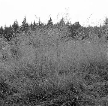 Gräser im Naturschutzgebiet "Neuer Hagen" (Hochheide), Niedersfeld