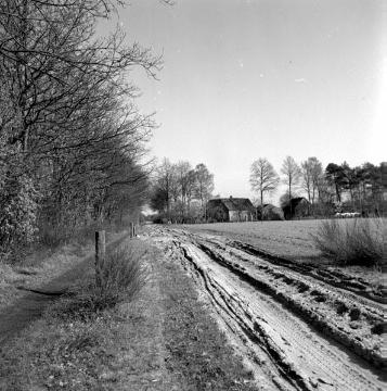 Historischer Leinpfad am ehemaligen Max-Clemens-Kanal bei Wettringen-Maxhafen Richtung Hof Dockmann, 1959