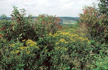 Blühende Wiesenflora auf dem Wilzenberg im Rothaargebirge