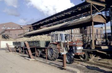 Zuckerrübenfabrik Lage: Anlieferung einer Ladung Zuckerrüben