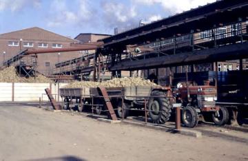 Zuckerrübenfabrik Lage: Traktor mit Anhänger beim Befahren der Transportanlage
