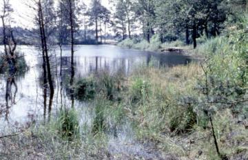 Heideweiher, Kippshagener Teich, in der Senne bei Heidehaus
