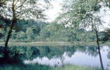 Heideweiher, Kippshagener Teich, in der Senne bei Heidehaus