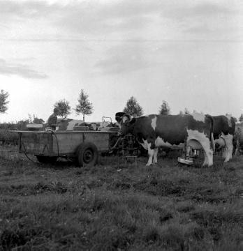 Bauer beim Melken seiner Kühe mit der Melkmaschine