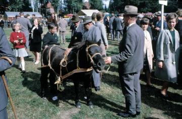 Pferdemarkt Telgte, 60er Jahre: Pony im Fahrgeschirr