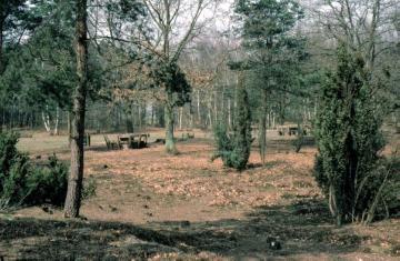 Wacholderpartie mit Rastplatz im Birken-Kiefern-Forst der Gimbter Heide, Greven, 1964