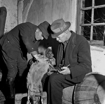 Jagdaufseher Lansing und Fritz Küpper beim Häuten eines erschossenen Fuchses