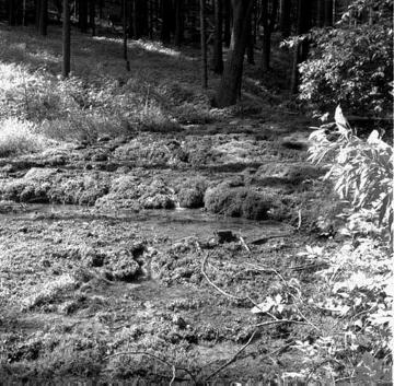 Absatzprodukt fließenden Wassers: Quelltuff mit Kalksintertreppe im Lumeketal südlich der Stadt (Naturdenkmal)