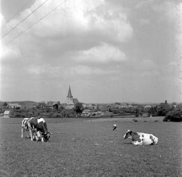 Viehweide am Ortsrand mit Blick zur Kirche St. Gertrud