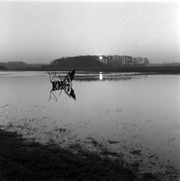 Emmerbach in Münster-Amelsbüren: Hochwasserflut im Sonnenuntergang, 1962