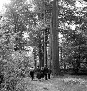 Spaziergänger im Wald nahe Haus Beck bei Feldhausen