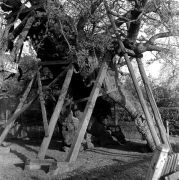 Die tausendjährige Ravenseiche in Raesfeld-Erle: Bis 1573 Femebaum des Freistuhls Assenkamp, Stammumfang 12,5 m, Hohldurchmesser 3 m