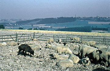 Schafherde mit Blick auf Rüthen von Süden