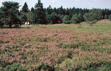 Die Hochheide auf dem Kahlen Asten (Naturschutzgebiet)