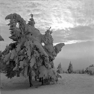 Bäume unter der Schneehaube: Winteridylle auf dem Astenberg