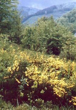 Blühender Ginster in den Bergen bei Tiergarten