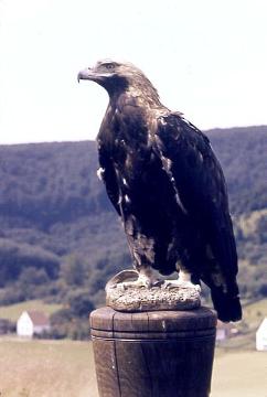 Adlerwarte Berlebeck: Greifvogel auf einem Holzpfahl