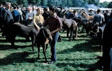 Pferdemarkt Telgte, 60er Jahre: Ponyabteilung